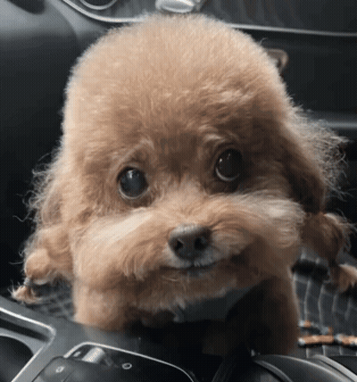 Small Brown Dog Sitting In Car Looking At Camera GIF