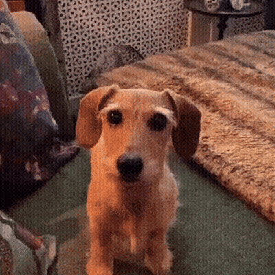 Small Brown Dog Sitting On Couch GIF