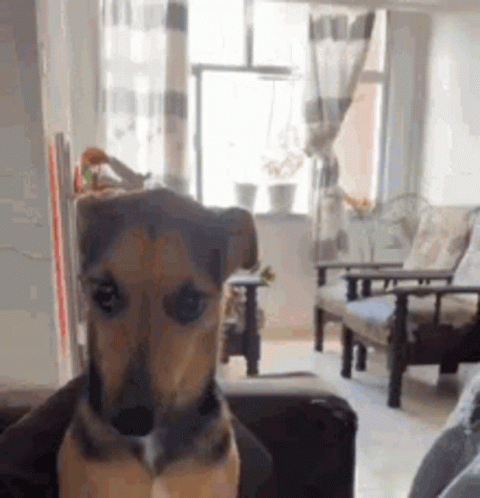 Small Brown Dog Sitting On Couch In Living Room GIF