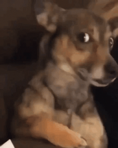 Small Brown Dog Sitting On Lap Looking At Camera GIF