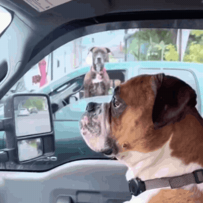 Small Brown Dog Sitting On Lap Looking At Camera GIF