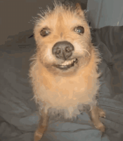 Small Brown Dog Standing On Hind Legs Looking At Camera GIF