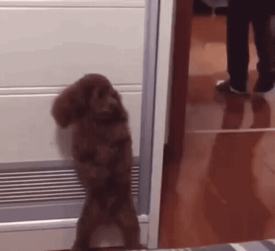 Small Brown Dog Standing GIF