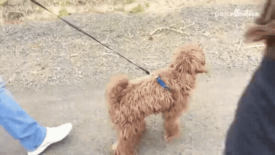 Small Brown Dog Walking On Leash GIF