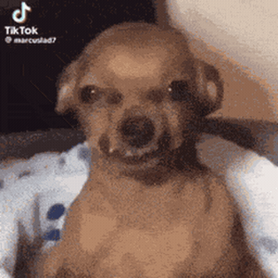 Small Brown Dog Wearing Headphones On Lap GIF