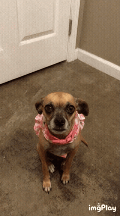 Small Brown Dog Wearing Pink Bandana Sitting GIF