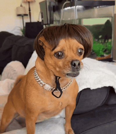 Small Brown Dog Wearing Wig And Chain GIF