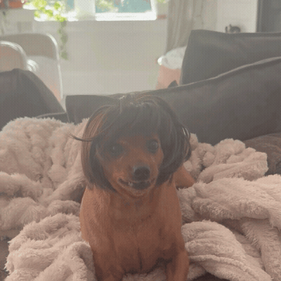Small Brown Dog Wearing Wig Laying On Blanket GIF