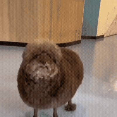 Small Brown Dog With Beard Standing GIF