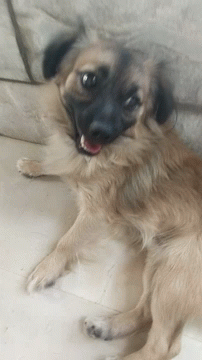 Small Brown Dog With Black Ears GIF