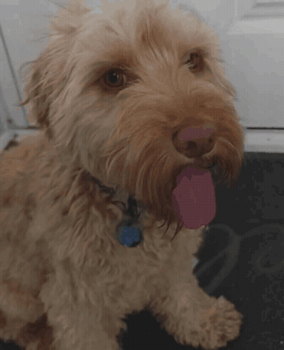 Small Brown Dog With Blue Tag GIF