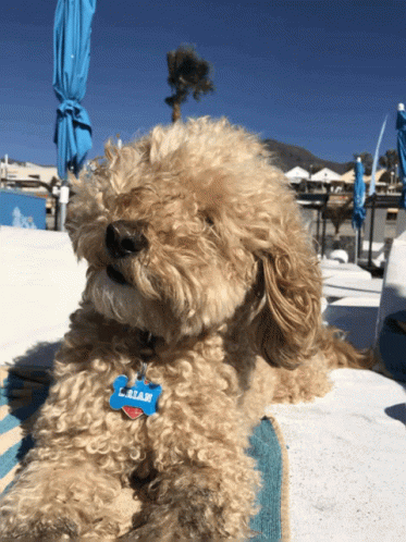 Small Brown Dog With Blue Tag Saying L. Bian GIF