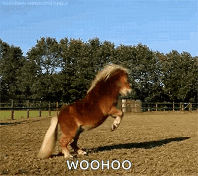 Small Brown Pony Standing On Hind Legs GIF