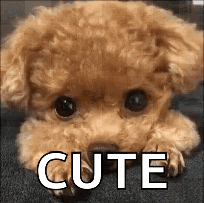Small Brown Poodle Puppy Lying Down Saying Cute GIF