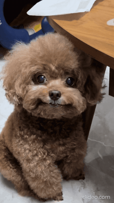 Small Brown Poodle Sitting Looking At Camera GIF