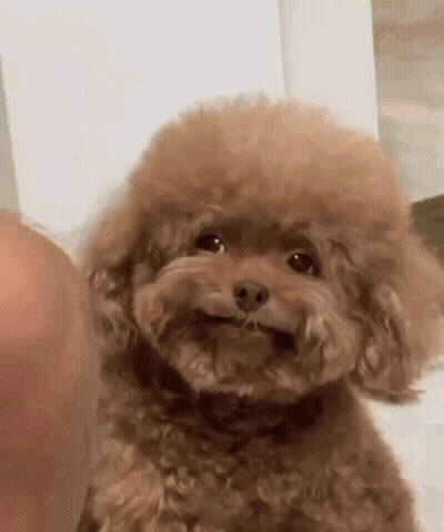 Small Brown Poodle Sitting On Bed Looking At Camera GIF
