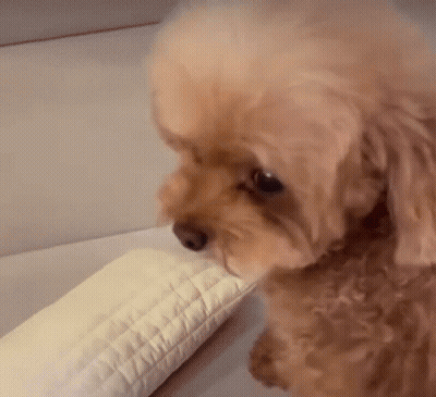 Small Brown Poodle Sitting On Couch Eating Pillow GIF
