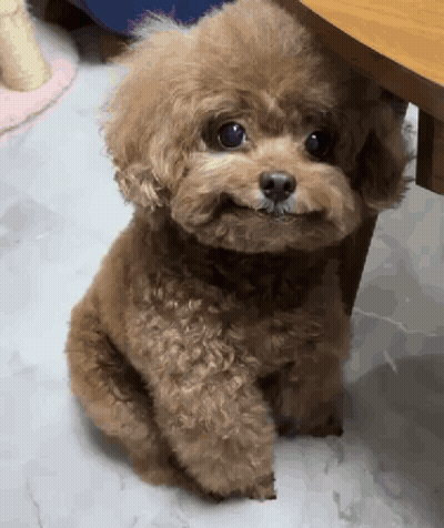 Small Brown Poodle Sitting Under Table GIF