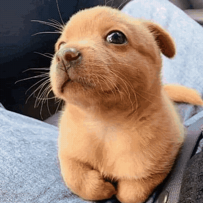 Small Brown Puppy Laying On Lap Looking Up GIF