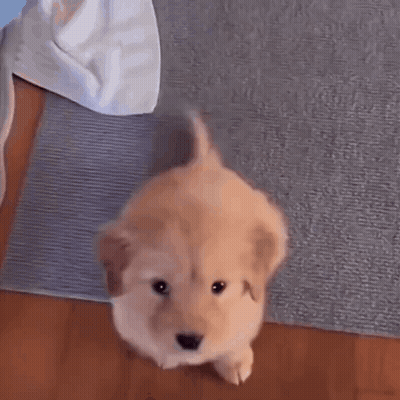 Small Brown Puppy Standing On Rug GIF