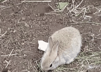Small Brown Rabbit Eating Grass GIF