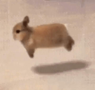 Small Brown Rabbit Flying Through Air GIF
