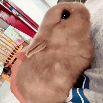Small Brown Rabbit Laying On Lap GIF
