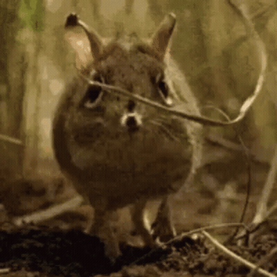 Small Brown Rabbit Looking At Camera GIF