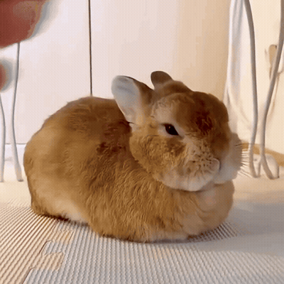 Small Brown Rabbit Lying On Mat GIF