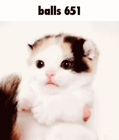 Small Calico Kitten Held In Hands GIF