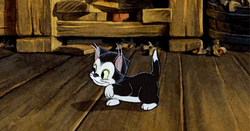 Small Cat Figaro Strolling GIF