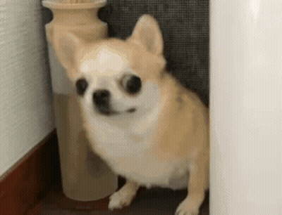 Small Chihuahua Standing Next To Vase On Staircase GIF