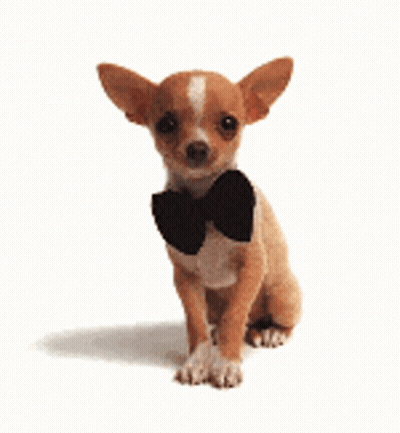 Small Chihuahua Wearing Black Bow Tie Sitting GIF