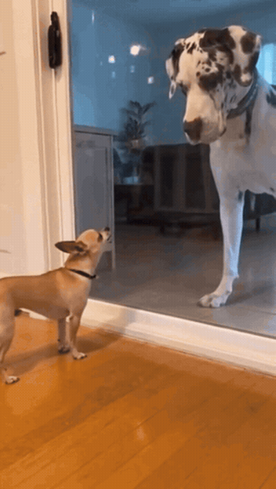 Small Dog And Large Dog Looking Through Glass Door GIF
