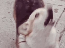 Small Dog Barking Sound GIF
