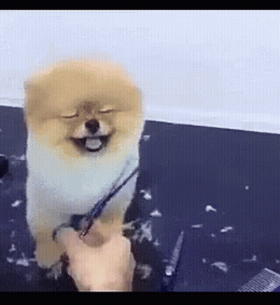 Small Dog Being Groomed With Scissors GIF