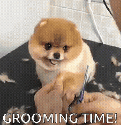 Small Dog Being Groomed With Scissors GIF