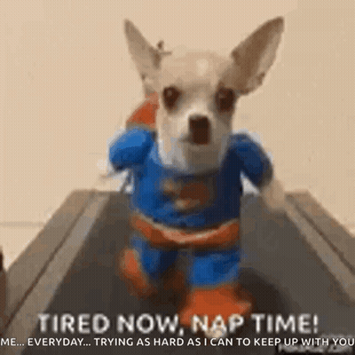 Small Dog Dressed As Superman Running GIF