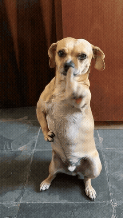 Small Dog Giving Middle Finger GIF