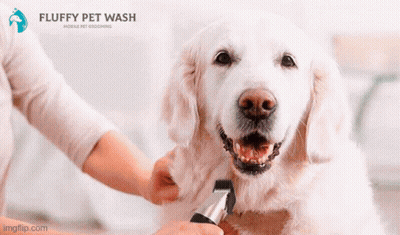 Small Dog Groomed By Fluffy Pet Wash Mobile GIF