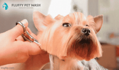 Small Dog Groomed By Fluffy Pet Wash Mobile GIF
