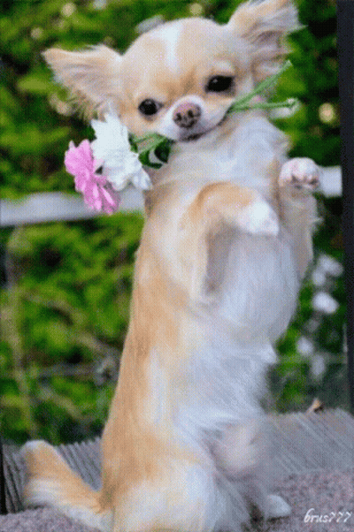 Small Dog Holding Flower In Mouth GIF
