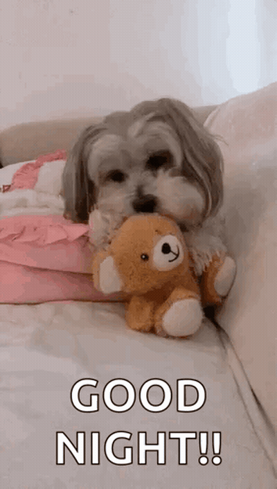 Small Dog Holding Teddy Bear Saying Good Night GIF