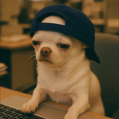 Small Dog In Blue Hat At Laptop GIF