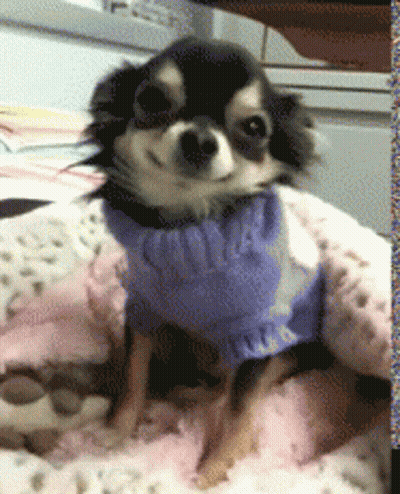 Small Dog In Blue Sweater Saying Snoop GIF