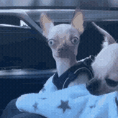 Small Dog In Blue Sweater Sitting In Car GIF