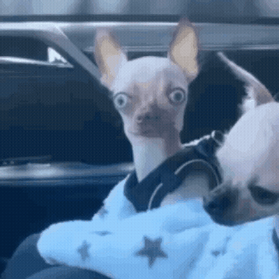 Small Dog In Blue Sweater Sitting In Car GIF