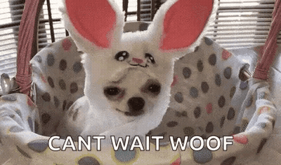 Small Dog In Bunny Costume In Basket GIF