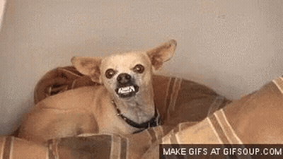Small Dog In Dog Bed Mouth Open Looking At Camera GIF