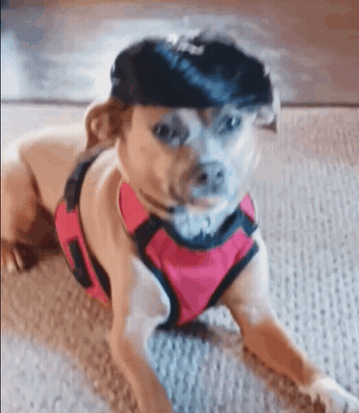 Small Dog In Pink Harness And Black Wig GIF